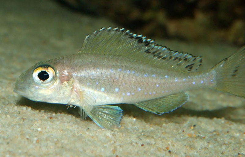 Xenotilapia spilopterus 'Mabilibili Bay'
